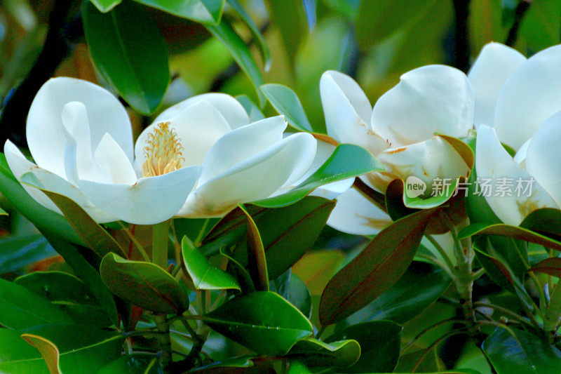 大白玉兰/南方白玉兰:巨大，芳香，乳白色花